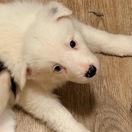 Savanna - Black and white female Border Collie puppy in Lebanon, Oregon from Cahill’s Canines