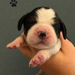 Foxy - Black white and tan female English Springer Spaniel puppy in Fort White, Florida from Thunderbird Springers