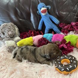 Dachshund Puppies from Gulfishan Kennels
