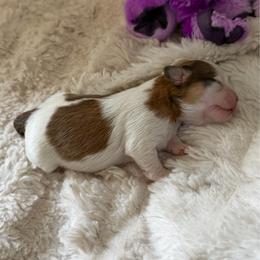 Trixie - Red and white female Shih Tzu puppy in Jacksonville, Florida from Michi Shih-Tzu