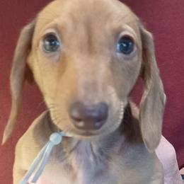 Mick-Tan - Red male Dachshund puppy in Frankfort, Kentucky from Gigi's Dachshunds