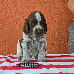 Leonberger and Spinone Italiano Puppies from Starfire Leonbergers and Spinone Italiano