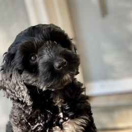 Australian Labradoodle Puppies from Cascade Canyon Labradoodles
