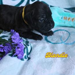 Boxer Puppies from Music City Boxers