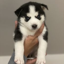 Pomsky Puppies from JsPomskies