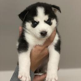 Pomsky Puppies from JsPomskies