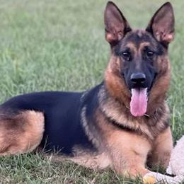 Kona - German Shepherd