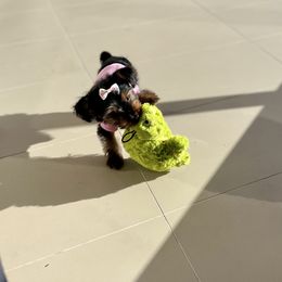 Yorkshire Terrier Puppies from Many Minnie Yorkies