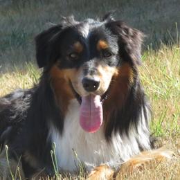 Utah - Australian Shepherd
