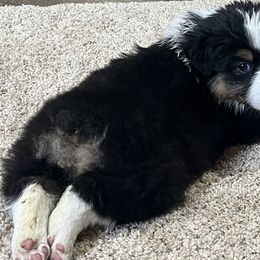 Australian Shepherds from Kade’s Stock Dogs