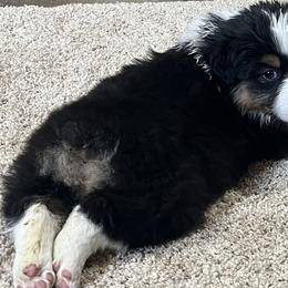 Australian Shepherds from Kade’s Stock Dogs