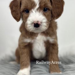 Woody - Apricot male Goldendoodle puppy in Milford, Indiana from Railway Acres Kennel
