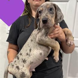 Jay Gatsby - Merle male Great Dane puppy in Florida from Beachside Kennels