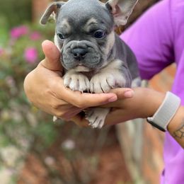 French Bulldog Puppies from Porchant French Bulldogs