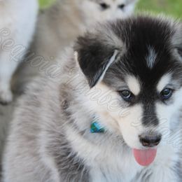 Alaskan Malamute Puppies from Sequoia Timber Malamutes