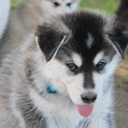 Alaskan Malamute Puppies from Sequoia Timber Malamutes