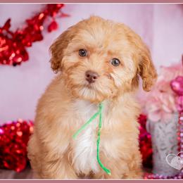 Bellwether - Red female Cockapoo puppy in Connersville, Indiana from Deaz Doodle Ranch