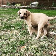 Sloughi Puppies from Almaboubin Sloughis