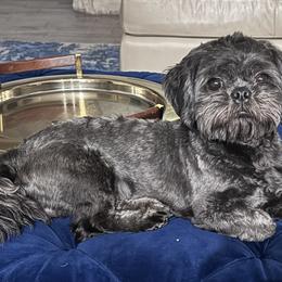 Reno - Shih Tzu