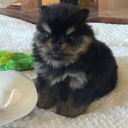 AKC Sweet Lil Lola - Black and tan female Pomeranian puppy in Parker, Colorado from Nikki’s lil Pomeranians
