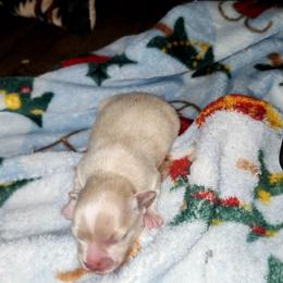 Girl 1 - Cream and white female Chihuahua puppy in Ashland, Mississippi from Hope's pups