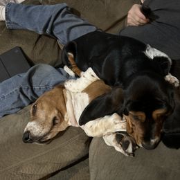 Basset Hound and Collie Puppies from Collegiate Bassets and Rheign Collies