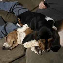 Basset Hound and Collie Puppies from Collegiate Bassets and Rheign Collies