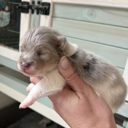Chance - Blue merle male Pomeranian puppy in Waller (Northwest Of Houston), Texas from Blue Cottage Pomeranians