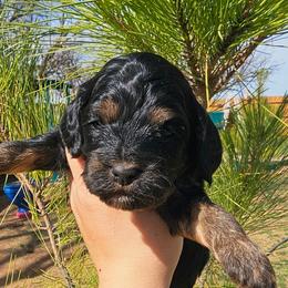 Jesse - Black and tan male Cockapoo puppy in Indiahoma, Oklahoma from Phamily Doodles
