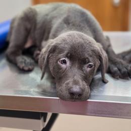 Charcoal Male - Charcoal male Dilute Retriever puppy in Anderson, Texas from TLS Retrievers