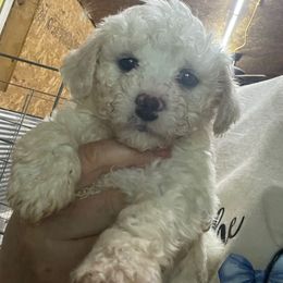 Waffles - White male Bichon Frise puppy in Cave City, Kentucky from Loretta's Pups