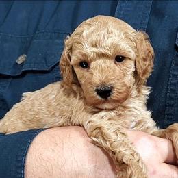 Sugar Mini Poodle Raised in Home - Cream female Poodle puppy in Falcon, Missouri from Cedar House Heritage Poodles | AKC Toy & Miniature Poodle Puppies Raised in Home