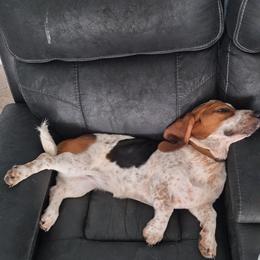 Basset Hound All Grown Up from Southern Town Hounds