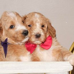 Goldendoodles from Doodles Pups of NY