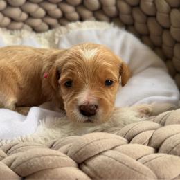Poppy - Red  female Goldendoodle puppy in Rose Hill, North Carolina from Red Door Canines