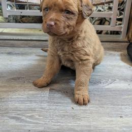 Lysandra - Sedge Chesapeake Bay Retriever puppy in Soap Lake, Washington from Desert Oasis Kennels