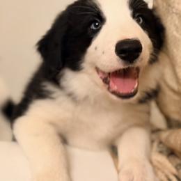 Border Collie Puppies from Cahill’s Canines