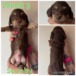 Scooby - Chocolate and cream male Dachshund puppy in Michigan from M.H.P Dachshunds