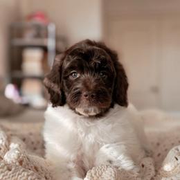 Rocky, Boy - Brown and white male Bernedoodle puppy in Maricopa, Arizona from Desert Ridge Doodles