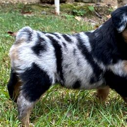 "BMF - (Mary) Stormie X Big" Australian Shepherd and Miniature Australian Shepherd Puppies from Flying S Aussies