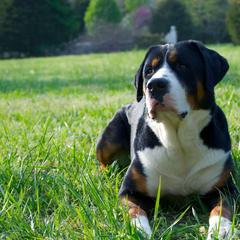 German Shorthaired Pointer and Greater Swiss Mountain Dog All Grown Up from Suma Kennels