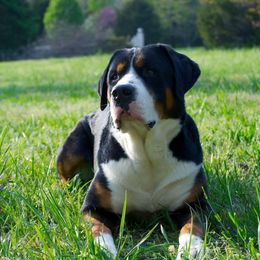 German Shorthaired Pointer and Greater Swiss Mountain Dog All Grown Up from Suma Kennels