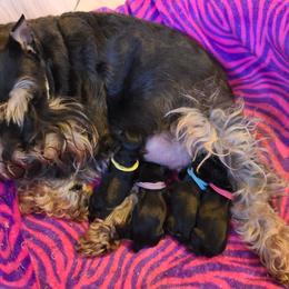Miniature Schnauzer Puppies from Starbound Miniture Schnauzer's
