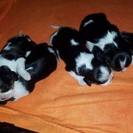 Cavalier King Charles Spaniel Puppies from Country Cavaliers