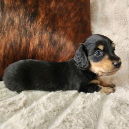 Jackson - Black and tan male Dachshund puppy in Lindsay, California from Lewis Creek's Dachshunds