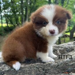 Sweetie - Red tri-color female Australian Shepherd puppy in Copperhill, Tennessee from Tuff Country Farm