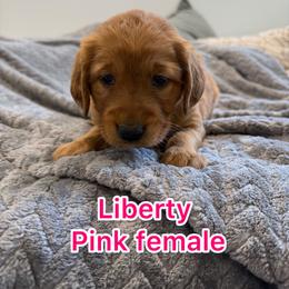 Hot pink girl - Golden female Golden Retriever puppy in Salt Lake City, Utah from Soaring golden retrievers