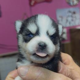 Sharon - Black and white female Pomsky puppy in Spring Hill, Florida from PDQ Pomskies