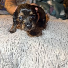 Eve - Black and tan female Dachshund puppy in Modesto, California from Once Upon a Mini Dachshund