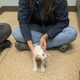 Cavapoo Puppies from Crystal Coast Cavapoodles